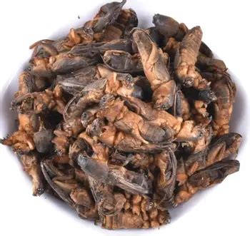 what are dried wild mole crickets used for in china